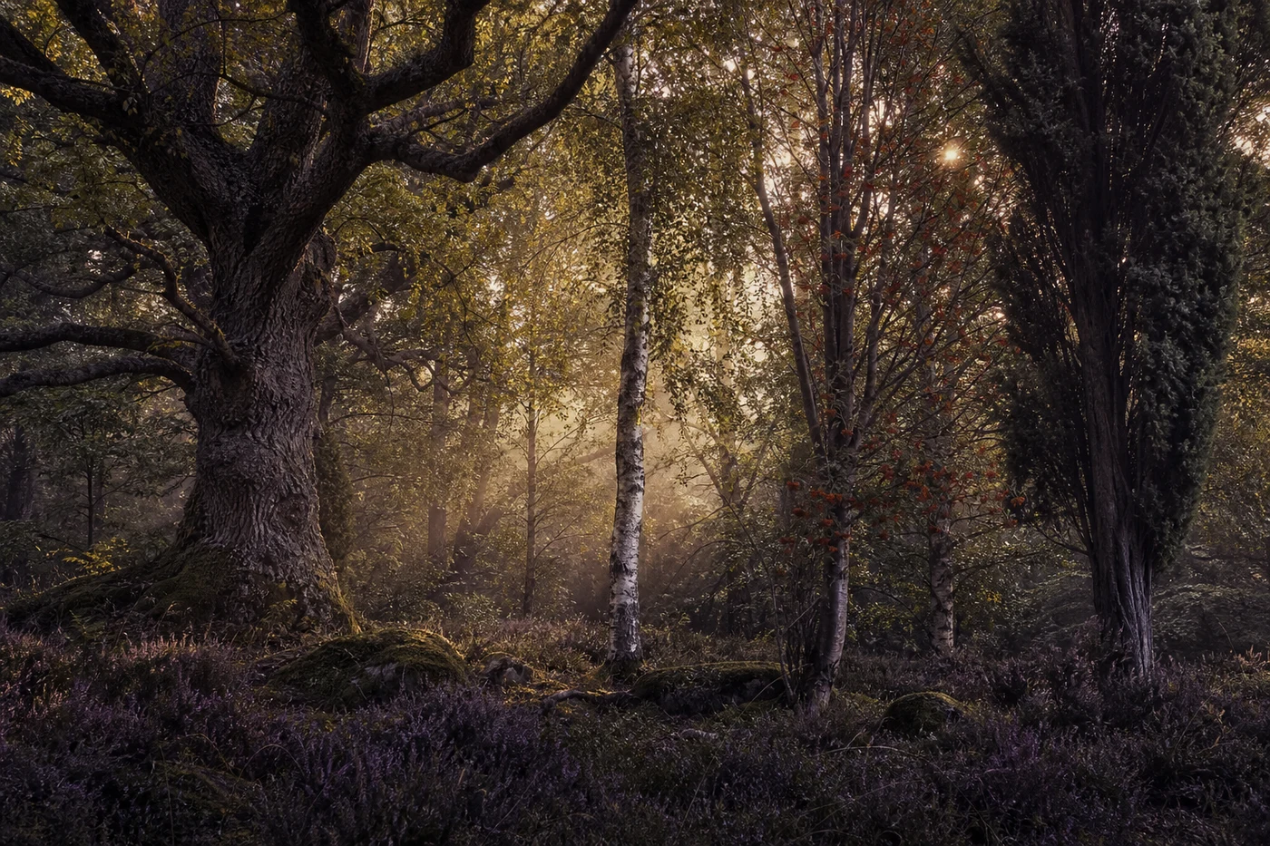 Arbres sacrés celtiques : symboles, cycles et énergie