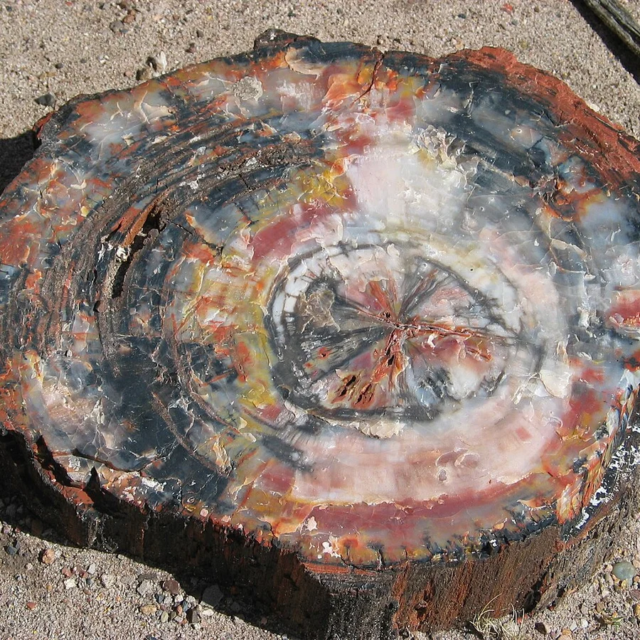 Petrified wood - natural crystal example
